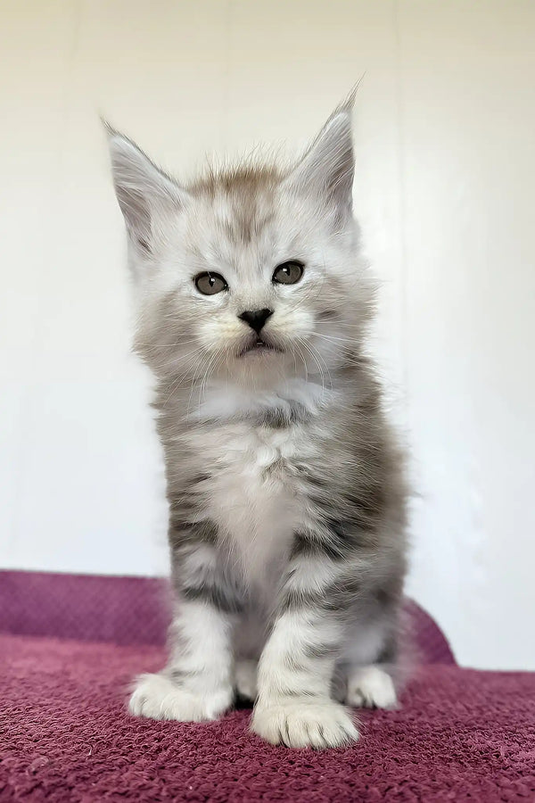 Maks | maine coon kitten
