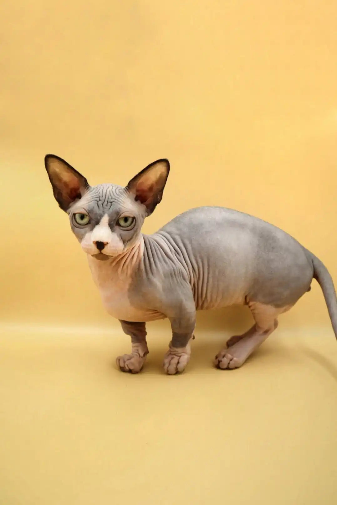 Hairless Sphynx Cats & Kittens for Sale Malcolm | Bambino