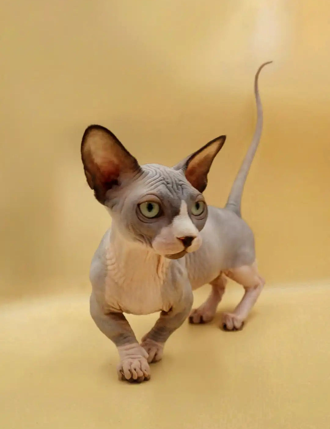 Hairless Sphynx Cats & Kittens for Sale Malcolm | Bambino
