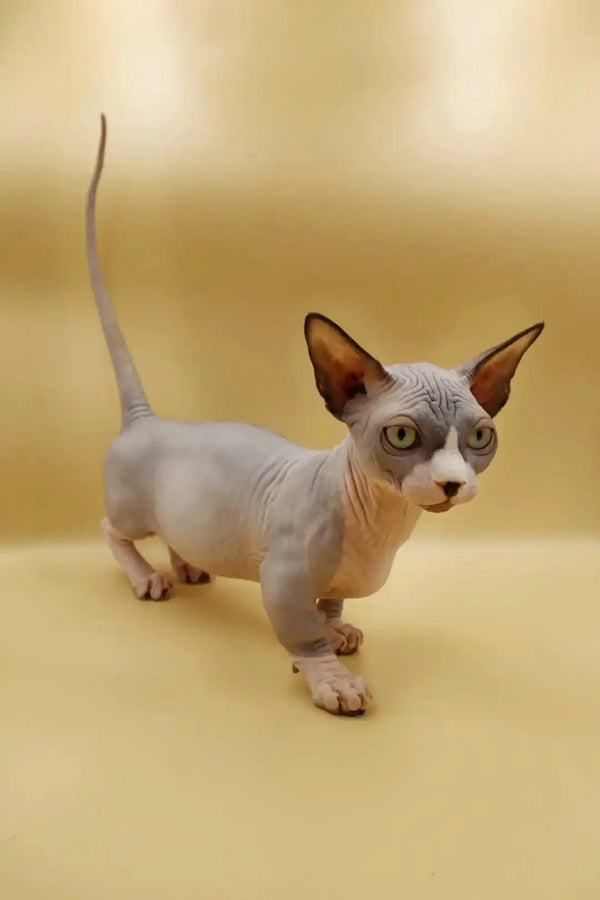Hairless Sphynx Bambino Kitten with large ears and striking blue bicolor tail