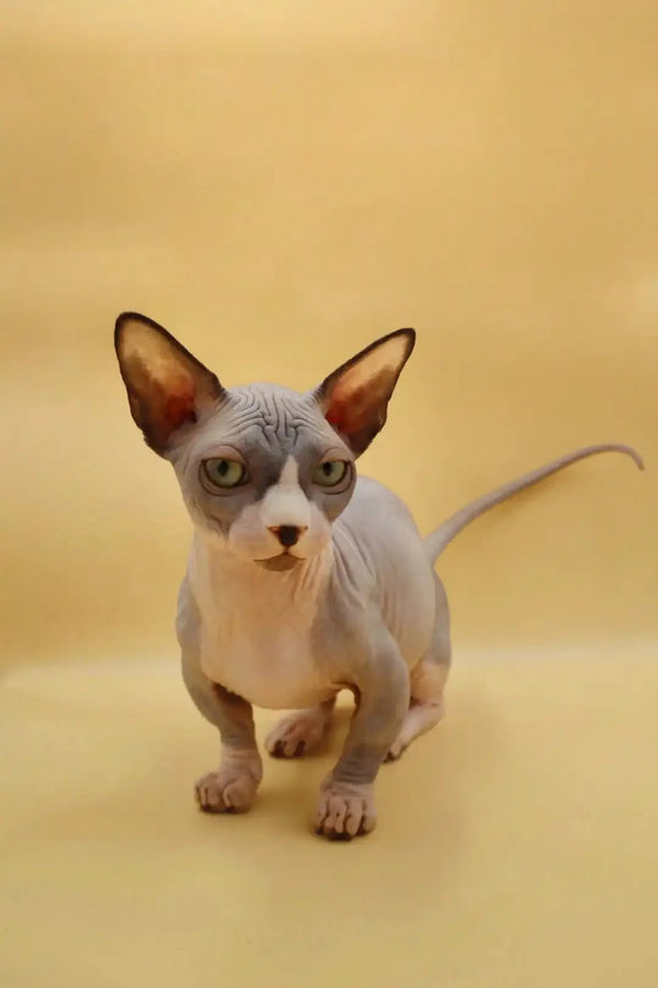 Hairless Sphynx Bambino Kitten with large ears and striking blue bicolor skin