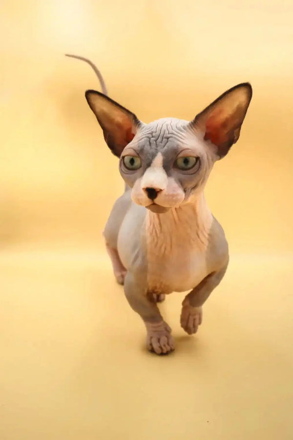 Hairless Sphynx kitten named Malcolm, a striking blue bicolor Bambino Kitten