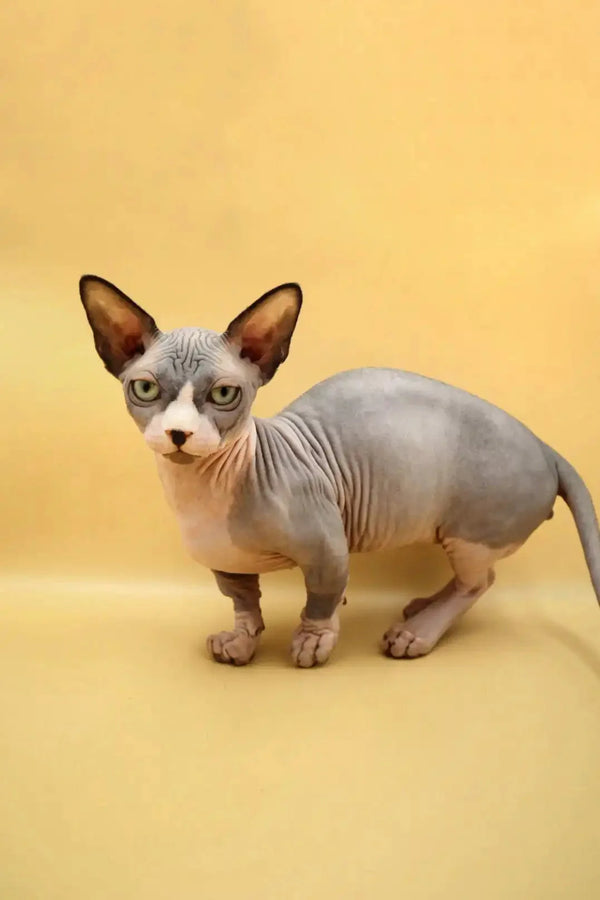 Hairless Sphynx cat, the adorable Malcolm Bambino Kitten with striking blue bicolor