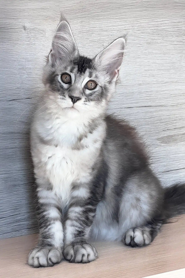Malibu | maine coon kitten