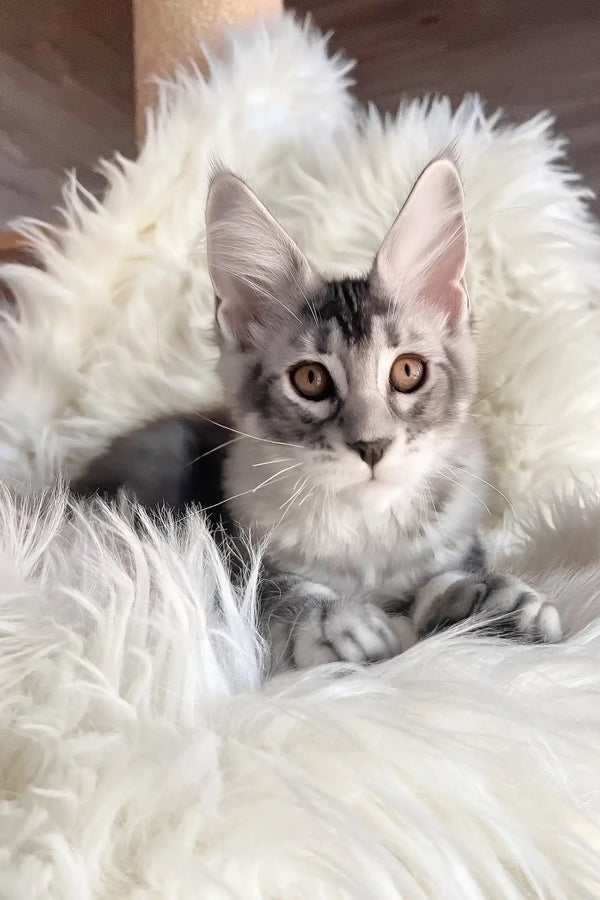 Malibu | maine coon kitten