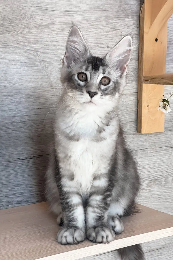 Malibu | maine coon kitten