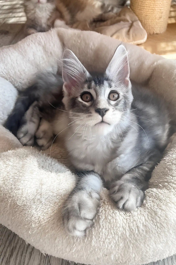 Malibu | maine coon kitten