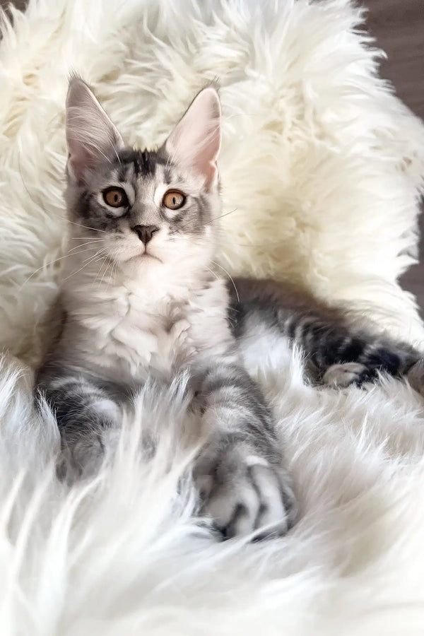 Malibu | maine coon kitten
