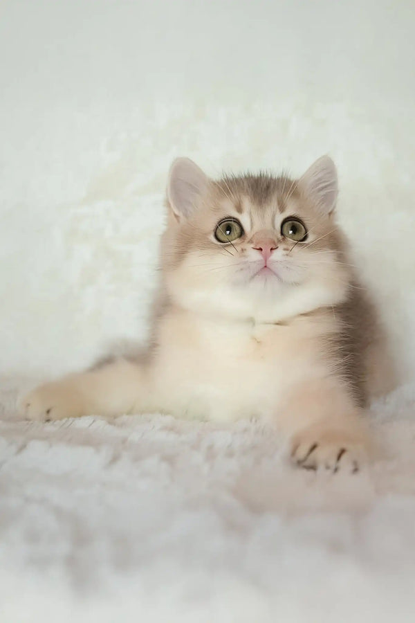 Maliby | british shorthair kitten