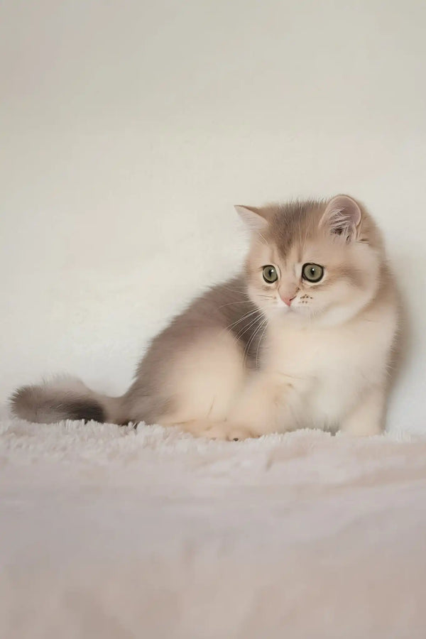 Maliby | british shorthair kitten