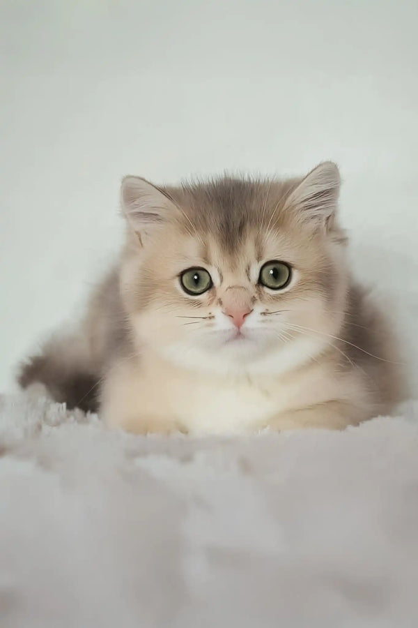 Maliby | british shorthair kitten