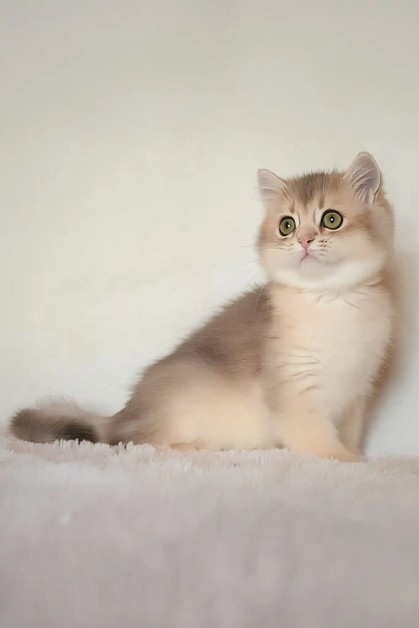 Maliby | british shorthair kitten