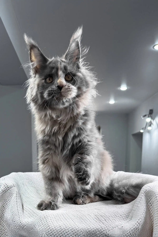 Malina | maine coon kitten