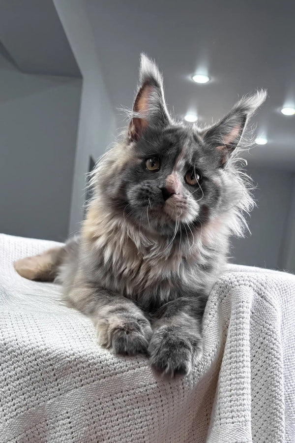 Malina | maine coon kitten