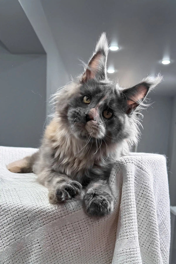 Malina | maine coon kitten