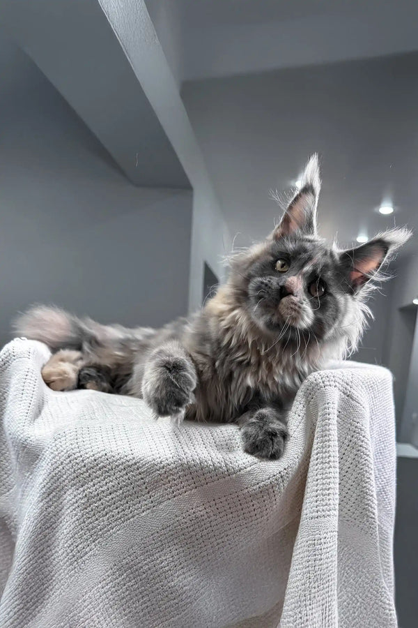 Malina | maine coon kitten