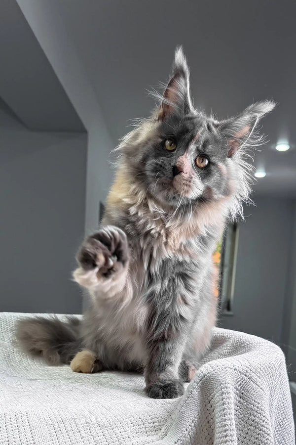 Malina | maine coon kitten