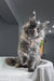 Malina | maine coon kitten