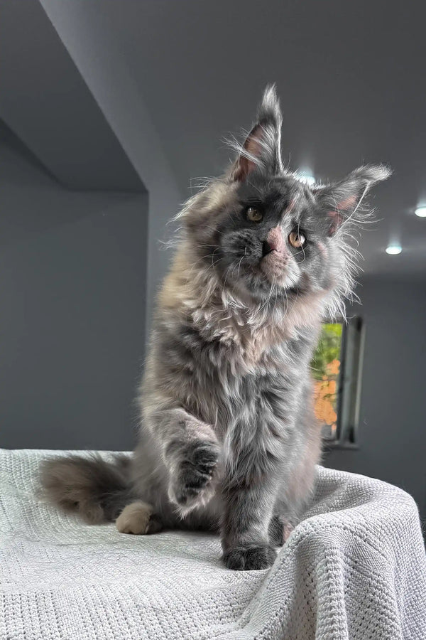 Malina | maine coon kitten