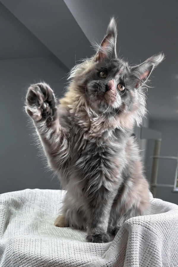 Malina | maine coon kitten
