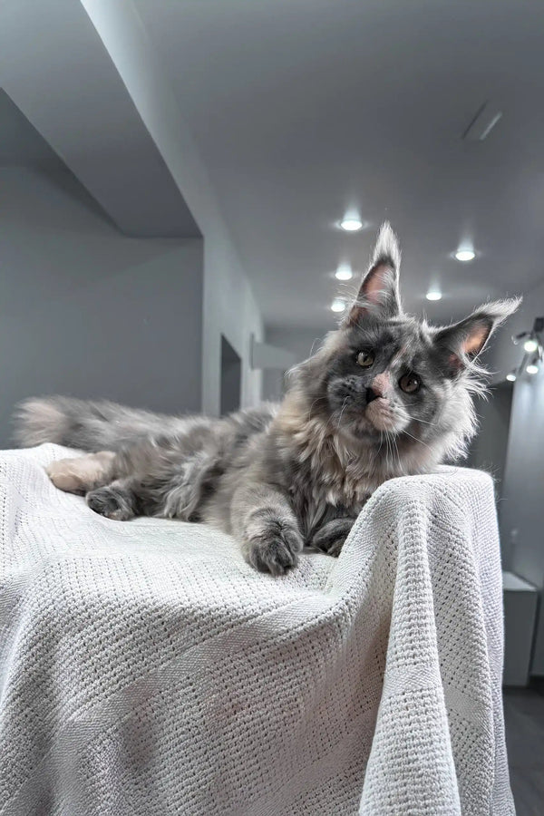 Malina | maine coon kitten