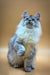 Fluffy Maine Coon kitten with blue eyes sitting upright, showcasing its adorable charm