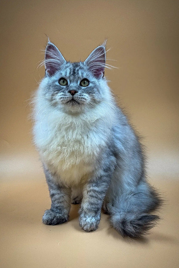 Fluffy gray Maine Coon kitten with striking blue eyes and tufted ears