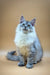 Fluffy blue-eyed Maine Coon kitten with pointed ears and long tail sitting upright