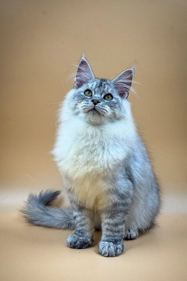 Fluffy blue-eyed Maine Coon kitten with pointed ears and long tail sitting upright