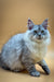 Fluffy gray and white Maine Coon kitten with blue eyes and pointed ears