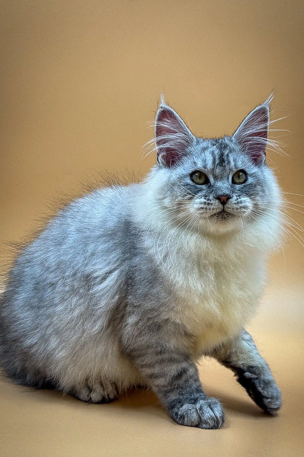 Fluffy gray and white Maine Coon kitten with blue eyes and pointed ears