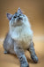 Fluffy Maine Coon kitten with gray and white fur looking up curiously