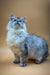 Fluffy gray Maine Coon kitten with blue eyes looking upward in awe