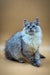 Fluffy gray and white Maine Coon kitten with blue eyes and tufted ears named Malina