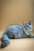 Fluffy gray Maine Coon kitten with blue eyes lounging on a cozy surface