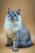 Fluffy gray and white Maine Coon kitten with blue eyes and pointed ears