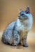 Fluffy gray and white Maine Coon kitten sitting upright, looking adorable