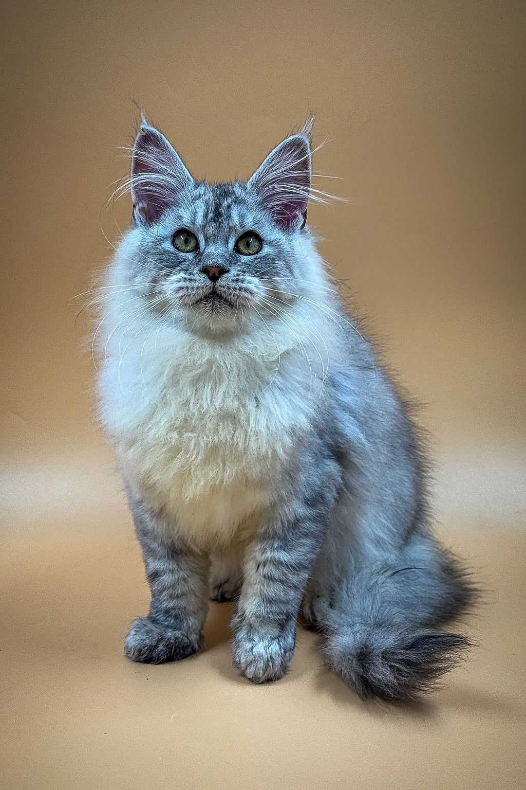 Maine Coon Kittens for Sale Malina | Kitten