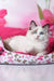 Mallow | ragdoll kitten