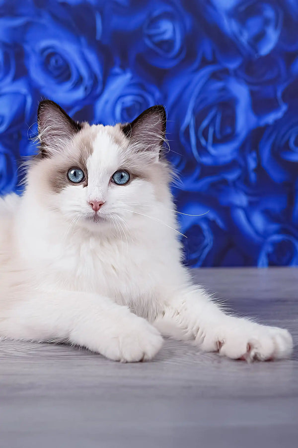 Mallow | ragdoll kitten