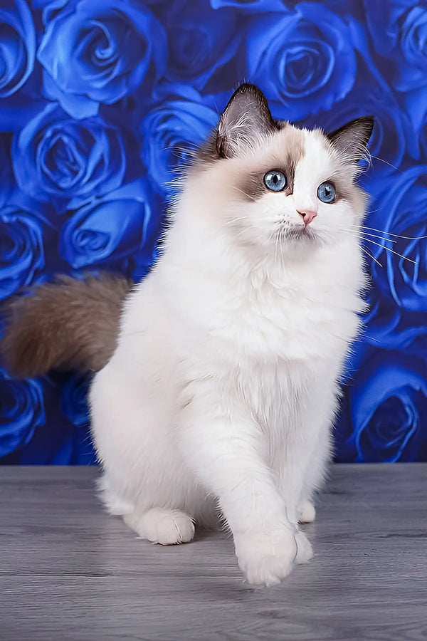 Mallow | ragdoll kitten