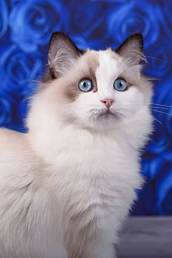 Mallow | ragdoll kitten