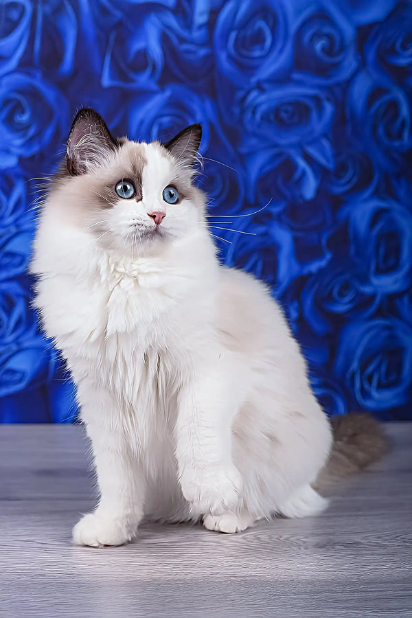 Mallow | ragdoll kitten