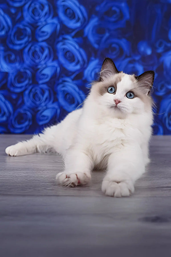 Mallow | ragdoll kitten