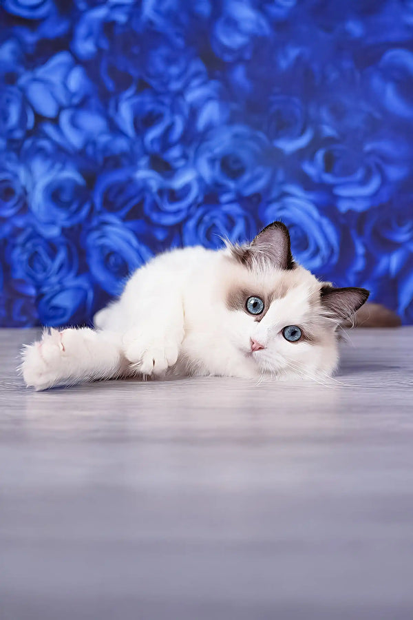 Mallow | ragdoll kitten