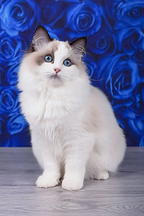 Mallow | ragdoll kitten
