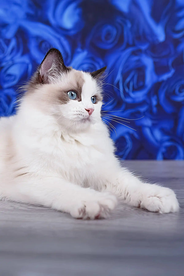 Mallow | ragdoll kitten