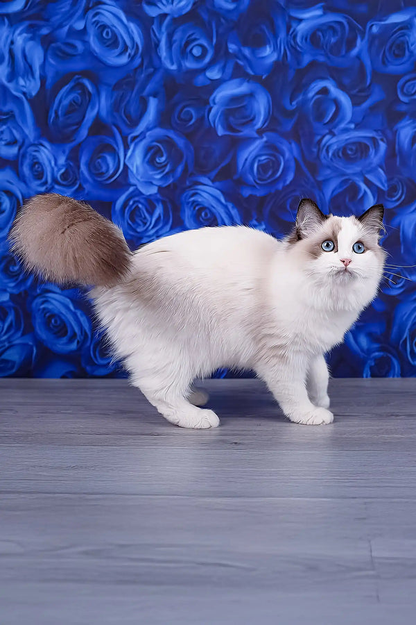 Mallow | ragdoll kitten