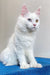 White polydactyl Maine Coon with heterochromatic eyes on blue surface