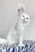 White polydactyl Maine Coon cat with raised paw on a cool zebra-patterned surface